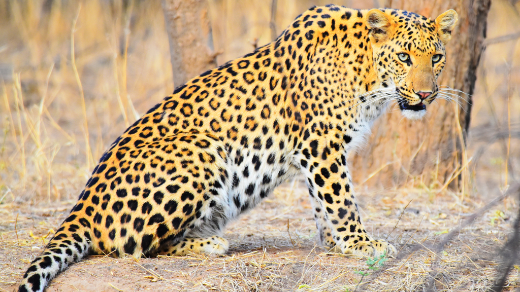 Mingle with the spotted cats at Jhalana Leopard Conservation Reserve