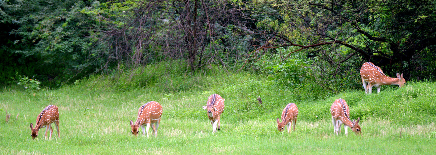 Keoladeo-National-Park