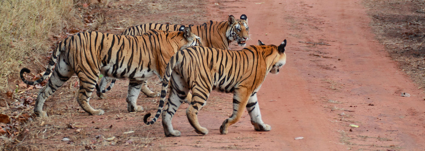 ranthambor-park