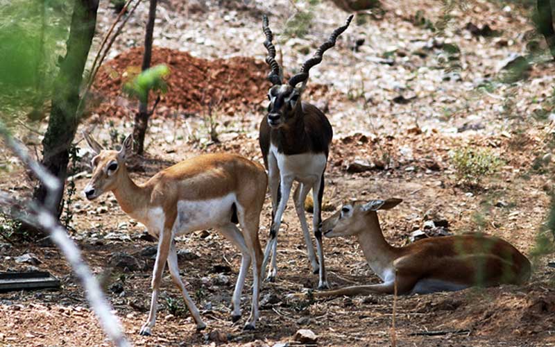 wildlife-rajasthan