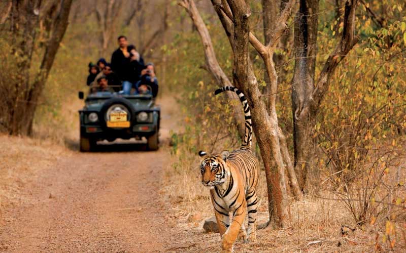 wildlife