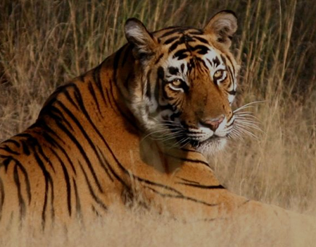 wildlife tour packages