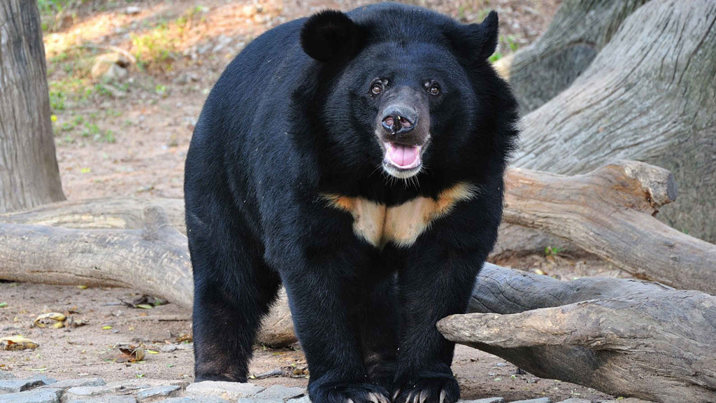 Nahargarh Biological Park Jaipur