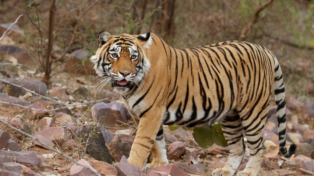 Mingle with the spotted cats at Jhalana Leopard Conservation Reserve