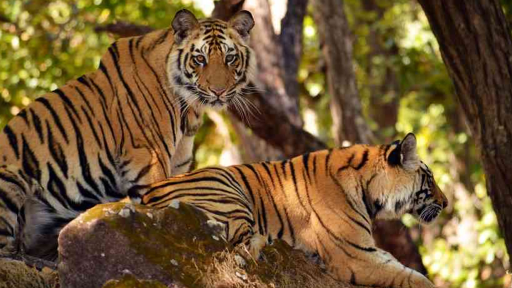 Mukundara-Tiger-Reserve