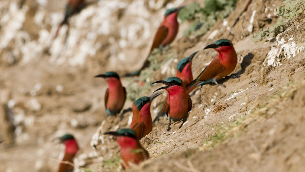 Explore the lush Mt Abu Wildlife Sanctuary