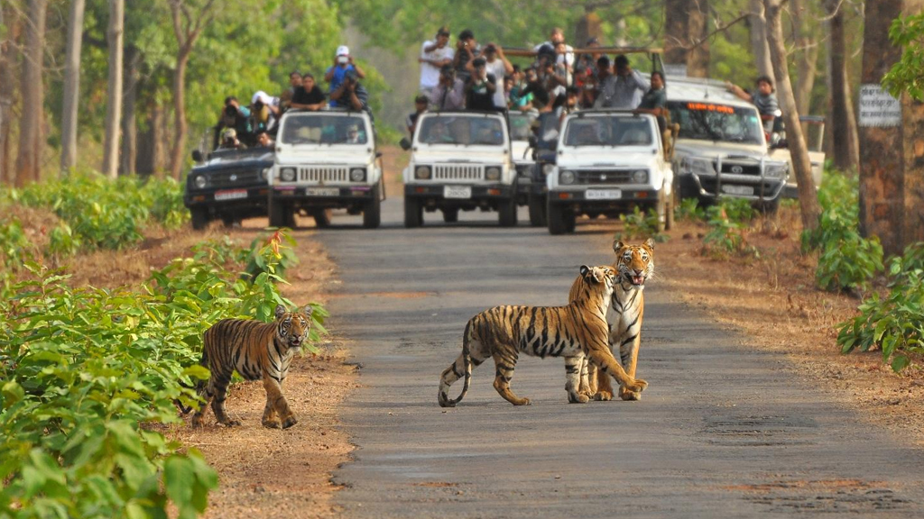 A safari adventure at Bassi Wildlife Sanctuary