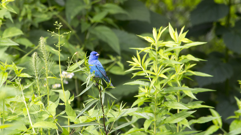 The utopian birdwatching experience