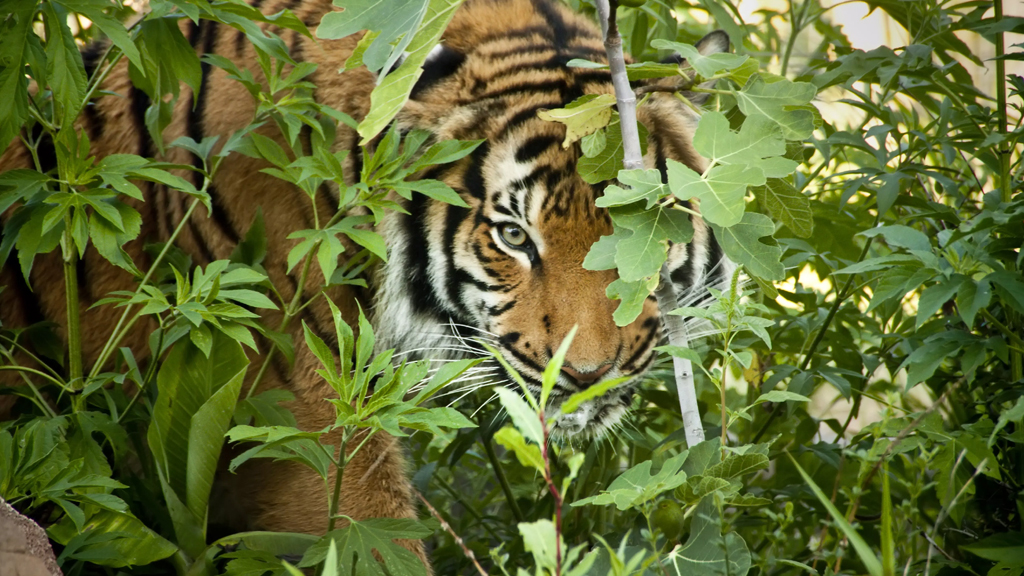 Trailing the panther in Kachida Valley and eyeing a tigress at Bakaula