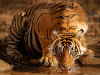 wildlife in rajasthan